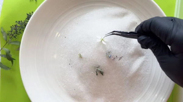 Tweezers picking up small flowers from silica crystals