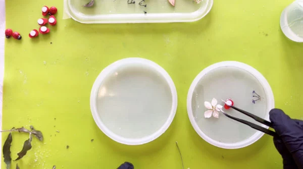 Tweezers placing flowers into a silicone mould containing clear resin